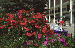 Flowers Beneath the Sign