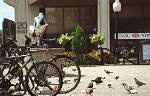 More Pigeons than People
