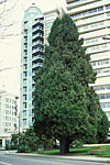 B.C. Has Tall Trees