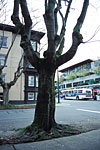 A Creepy-Looking Tree