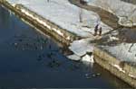 Ducks in the River
