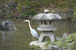 A Blue Heron (I think)