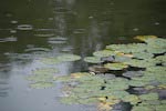 Raindrops Falling on a Pond