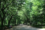 A peaceful walk in Central Park