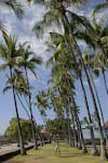 Caught between the trees on Kona Island